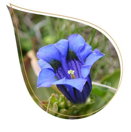 fleur de gentiane bleu