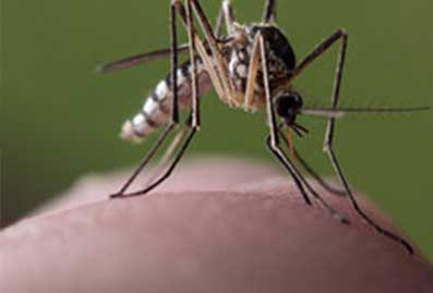 Insect bites