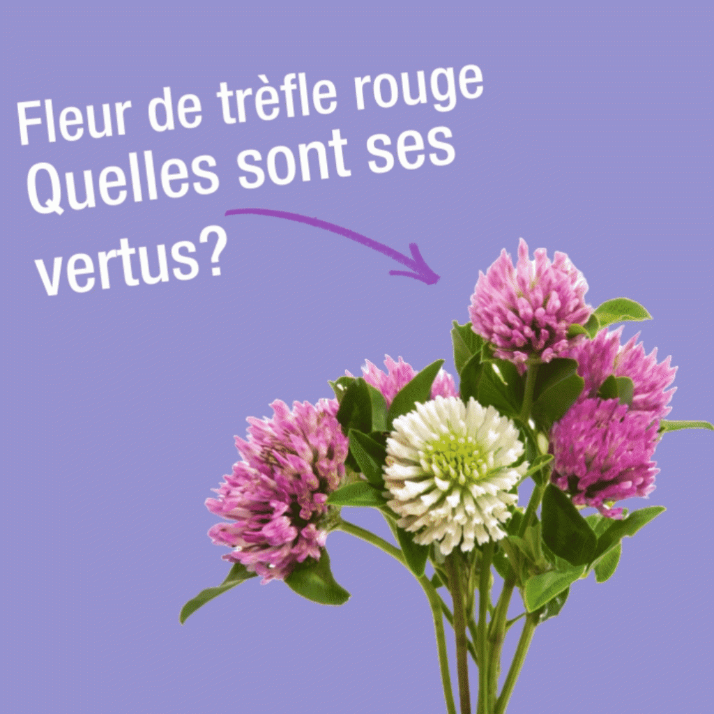trèfle rouge et ses vertus
